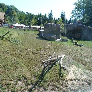 Lion Exhibit -- View from Bus