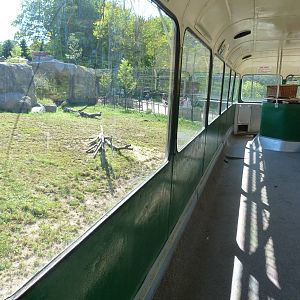 Inside the Safari Bus: A Step Into Africa