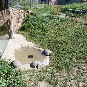 Lion Exhibit (A Step Into Africa) 9-2-12