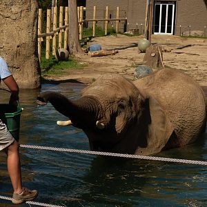 One Way to Get an Elephant in the pool