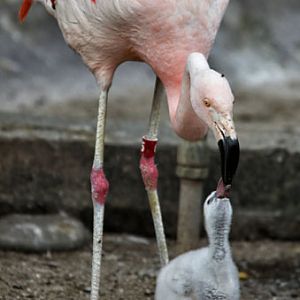 dad feeding chick