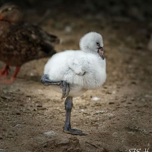 chilean flamingo chick