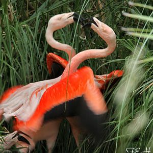 chilean flamingos tustling