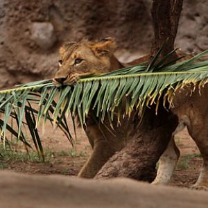 one year old lion cub