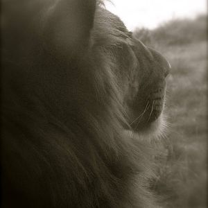 Male Lion 9-2-12