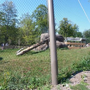Lion Exhibit (A Step Into Africa) 9-2-12