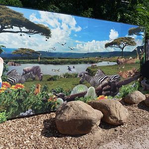 Poster: A Step Into Africa