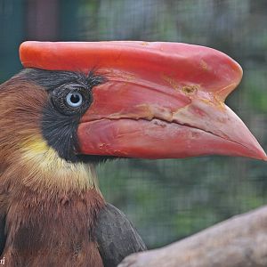 Luzon rufous hornbill - portrait of a female