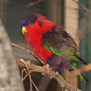 Collared Lory (Phigys solitarius)