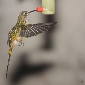 Green-tailed Trainbearer (Lesbia nuna)
