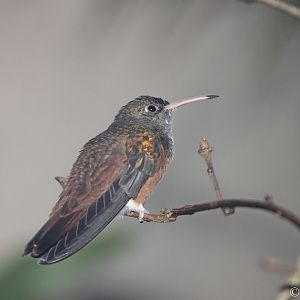 Amazilia Hummingbird (Amazilia amazilia)