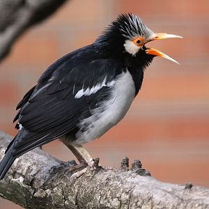 Asian Pied Starling (Sturnus contra)