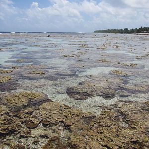 Reef-flat at low tide