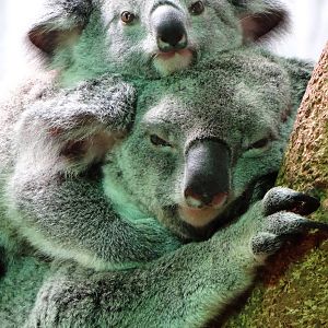 Midgee and her joey Wanneroo