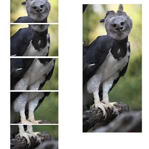 complex route to fence blur