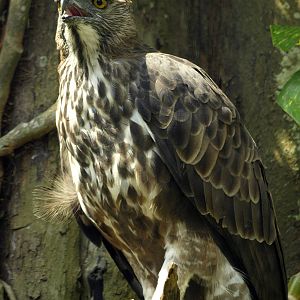Changeable Hawk Eagle