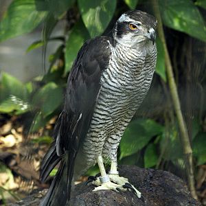 Northern Goshawk