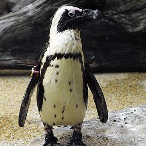African penguin