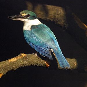 White-collared kingfisher