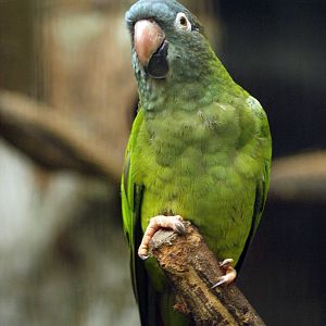 Blue-crowned conure