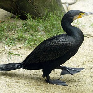Great cormorant