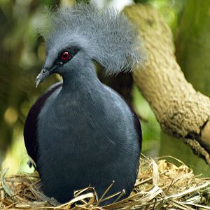 Western Crowned pigeon