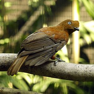 Hen Andean Cock-of-the-rock