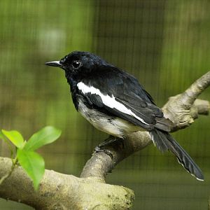 Oriental Magpie robin