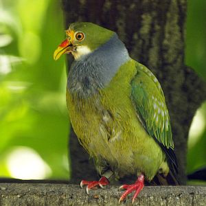 Orange-fronted Fruit dove