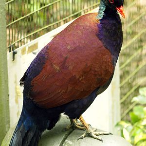 Pheasant pigeon