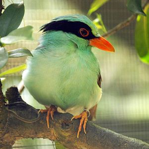 Green magpie