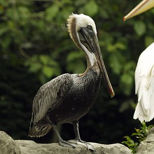 Brown pelican