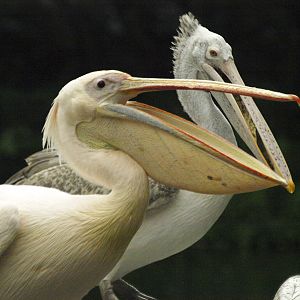 Great White pelican - with Spot-billed pelican in background