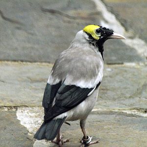 Wattled starling