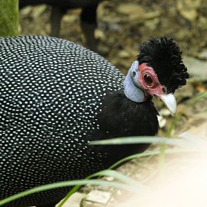 Crested guineafowl