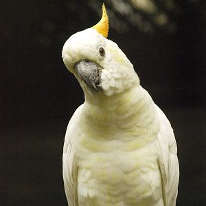 Citron-crested Cockatoo