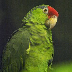 Green-cheeked Amazon