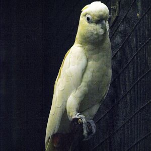 Red-vented Cockatoo