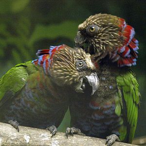 Hawk-headed parrot