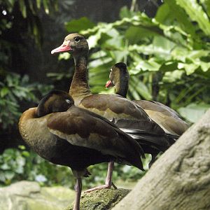 Black-bellied Whistling duck