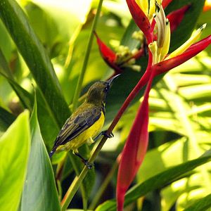 Olive-backed sunbird
