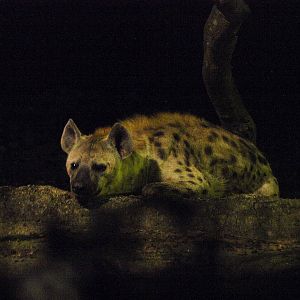 Spotted hyena