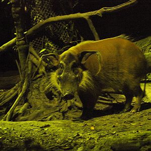Red River hog