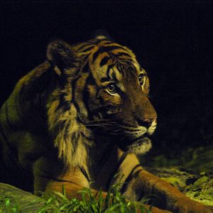Malayan tiger