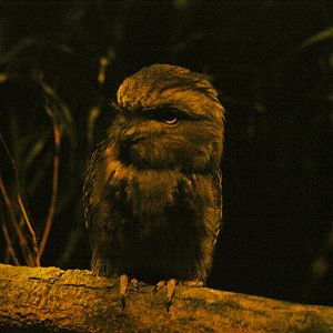 Tawny frogmouth