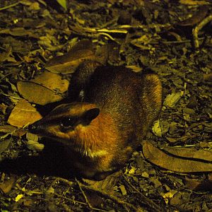 Greater Mouse deer