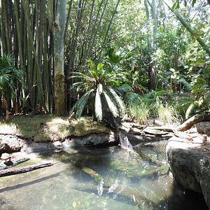 Disney's Animal Kingdom- Oasis- Waterfowl Exhibits