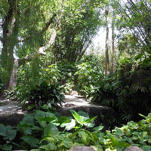 Disney's Animal Kingdom- Oasis- Part 1 of Giant Anteater Exhibit