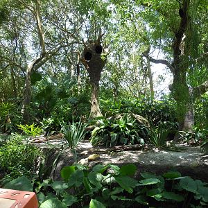 Disney's Animal Kingdom- Oasis- Part 2 of Giant Anteater Exhibit