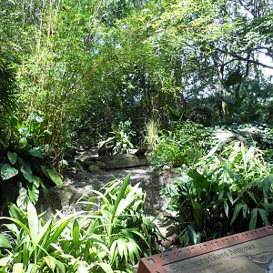 Disney's Animal Kingdom- Oasis- Part 3 of Giant Anteater Exhibit